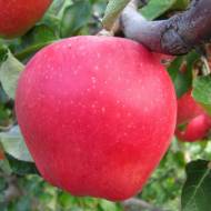 Саженец Яблоня Дельбар Жюбиле в контейнере